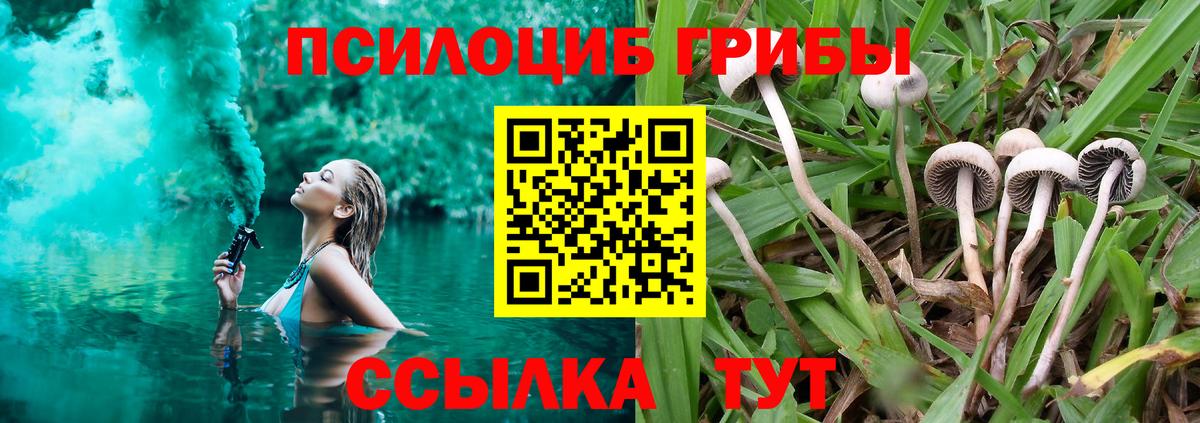 Михайловка  даркнет сайт  Вход с VPN  Галлюциногенные грибы Psilocybine cubensis 